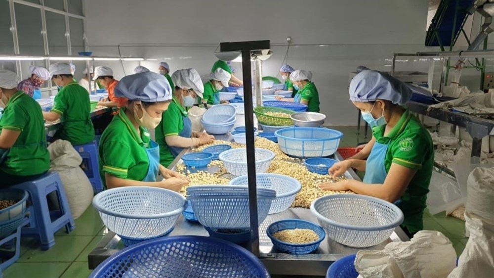 Vietnam spends over US$3 billion on unprocessed cashew nut imports